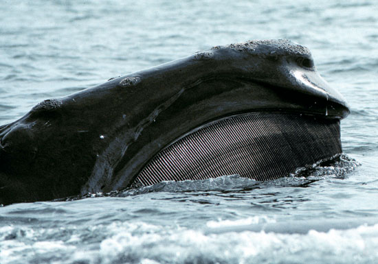 Right Whale